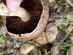 Cortinarius laniger