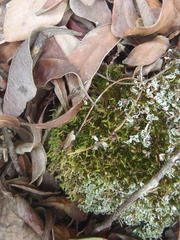 Ascetotettix capensis