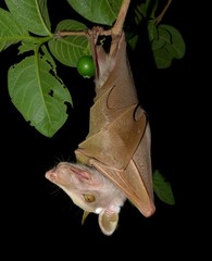 Epomophorus crypturus