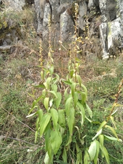 Digitalis lutea lutea