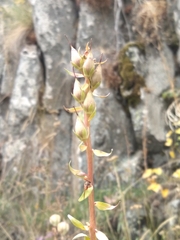 Digitalis lutea lutea