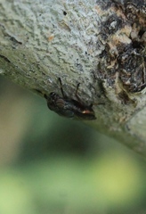 Notogramma