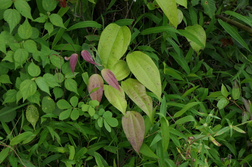 Dioscorea oppositifolia observed 2021-08-29