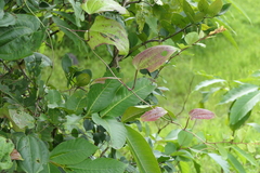 Dioscorea oppositifolia