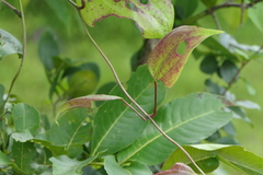 Dioscorea oppositifolia