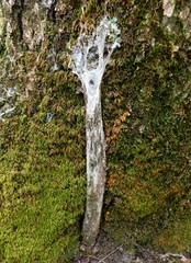 Sphodros