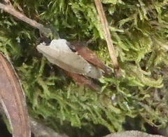 Ascetotettix capensis