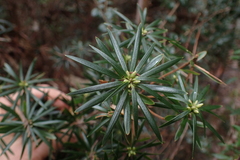 Cyathodes glauca