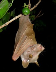 Epomophorus crypturus