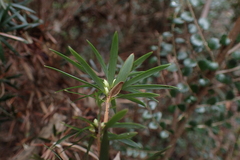 Cyathodes glauca