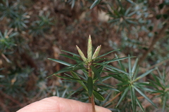 Cyathodes glauca