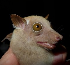 Epomophorus labiatus