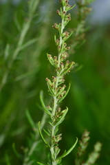 Artemisia lancea