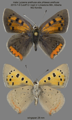 Lycaena phlaeas arethusa