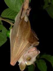 Epomophorus labiatus