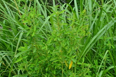 Codariocalyx motorius