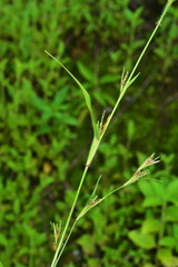 Hackelochloa granularis
