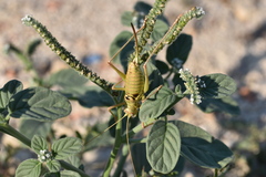 Ephippiger discoidalis