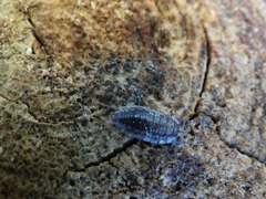 Oniscus asellus