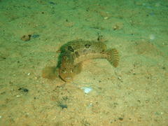 Clinus superciliosus