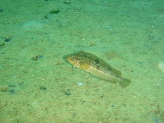 Clinus superciliosus