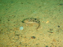 Clinus superciliosus