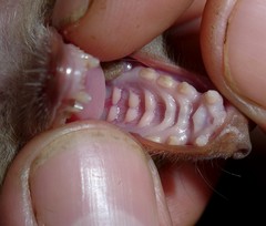 Epomophorus labiatus