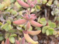Crassula mesembryanthoides