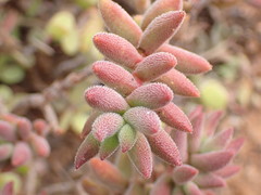 Crassula mesembryanthoides