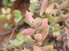 Crassula mesembryanthoides