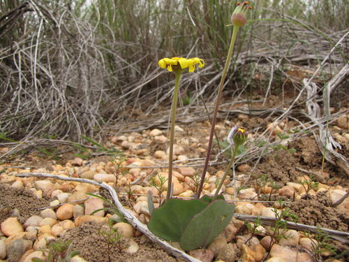 Othonna hederifolia B.Nord. 2