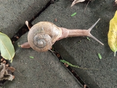 Ariophanta exilis