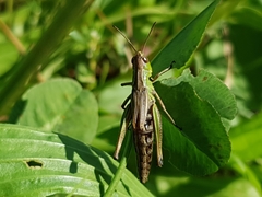 Pseudochorthippus parallelus