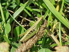 Pseudochorthippus parallelus