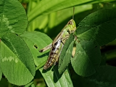 Pseudochorthippus parallelus