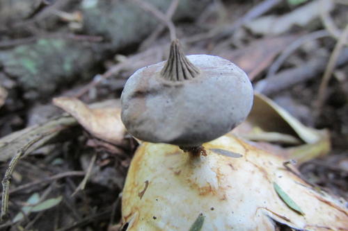 Beaked Earthstar