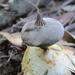 Geastrum Subsect. Sulcostomata - Photo (c) lizziepop, some rights reserved (CC BY-NC)