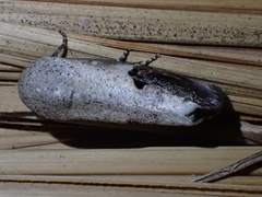 Westermannia pangolina