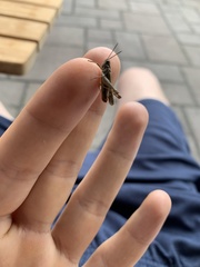 Chorthippus brunneus