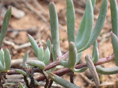 Asparagus crassicladus