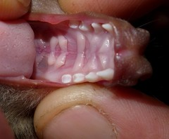 Epomophorus dobsonii