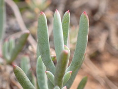 Asparagus crassicladus