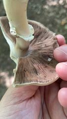 Pseudochitonia