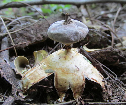 Beaked Earthstar