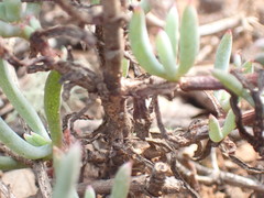 Asparagus crassicladus