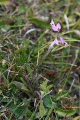 Polygala major