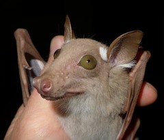 Epomophorus dobsonii