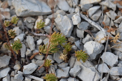 Petrosedum ochroleucum
