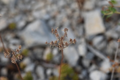 Petrosedum ochroleucum