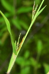 Hackelochloa granularis